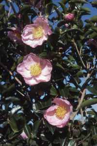 Camellia sasanqua 'Plantation Pink'