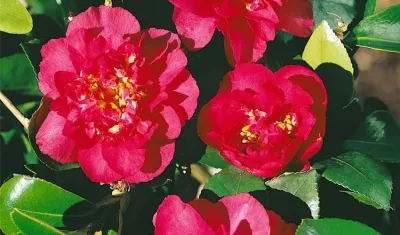 Camélia d'automne 'Bonanza'