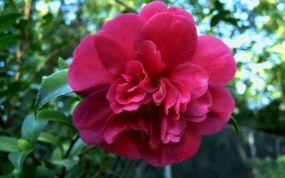 Camellia sasanqua 'Sparkling Burgundy'
