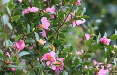 Camélia d'automne 'Hugh Evans'