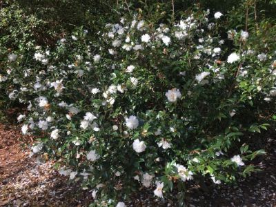 Camellia sasanqua 'Snow Flurry'