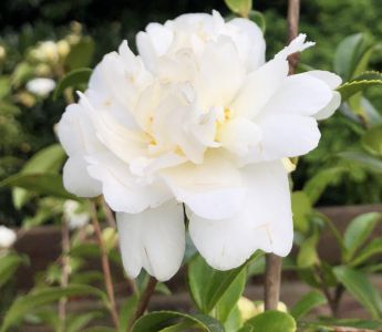 Camellia sasanqua 'Snow Flurry'