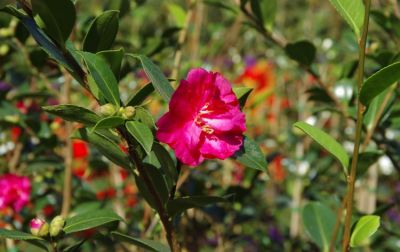 Camélia d'automne 'Dazzler'