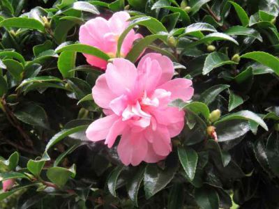 Camélia d'automne 'Elfin Rose'