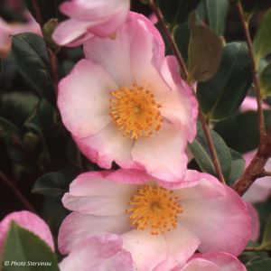 Camellia sasanqua 'Versicolor'
