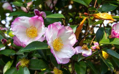 Camellia sasanqua 'Versicolor'