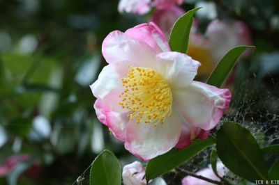Camellia sasanqua 'Narumigata'