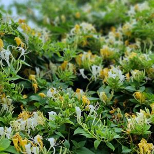 Lonicera japonica 'Halliana'