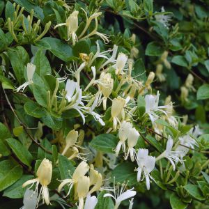 Lonicera japonica 'Halliana'